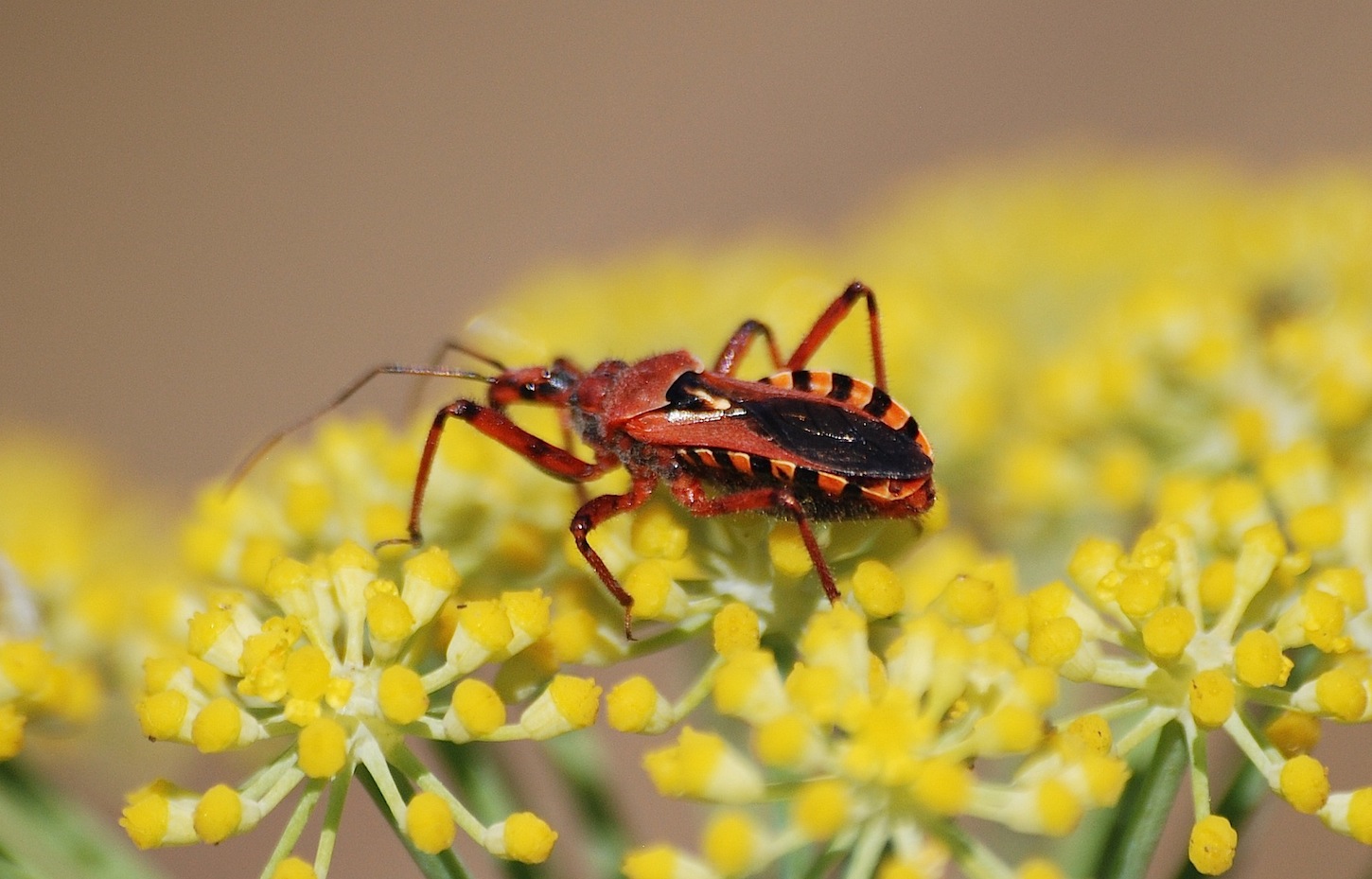 Reduviidae: Rhinocoris erythropus della Sardegna